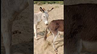 Donkey ghadha ytshorts shortsfeed viarlvideo [upl. by Trilbi448]