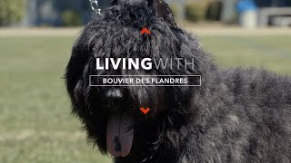 ALL ABOUT LIVING WITH BOUVIER DES FLANDRES [upl. by Rehtse]