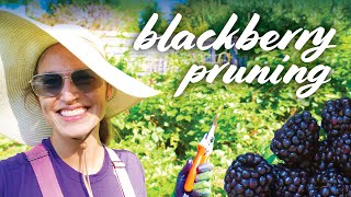 Pruning Blackberries Spring Summer Fall amp Winter [upl. by Melina]