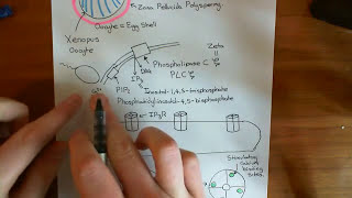 Oocyte Activation Part 2 [upl. by Mame]