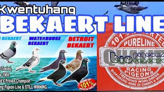 7 History of Bekaert blood line ikwento na natinsa bio pigeons bio research meron nito [upl. by Retsub]