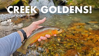 Catching BIG Golden Trout in a Small Creek Tenkara Fly Fishing [upl. by Anayhd]