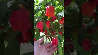 Carolina reaper and garden tour [upl. by Lasser]