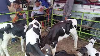 plaza ganadera o tianguis de animales al mejor precio [upl. by Behrens560]