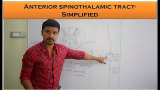 Anterior spinothalamic Tract  crude touch and pressure pathway  Anatomy and Physiology Simplified [upl. by Mccord811]