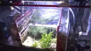 How To Setup A Sump Refugium [upl. by Yllime]