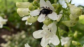 Native Plant Everyone Can Grow  Penstemon [upl. by Yeltihw295]