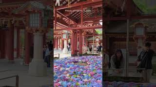 📍Dazaifu Tenmangu Shrine Dazaifu Fukuoka 太宰府天満宮🌸japan japantravel shorts [upl. by Yzzo704]