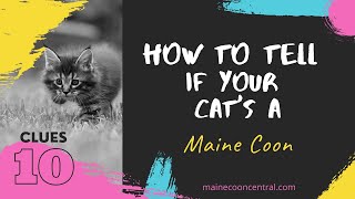 How To Tell If Your Cat Is A Maine Coon 10 Simple Ways [upl. by Gerti]