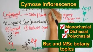 Cymose inflorescenceMorphology of flowering plantsBSc and MSc botany topic [upl. by Marilin407]