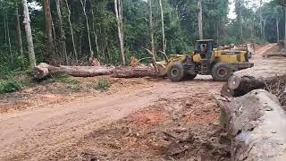 KERJA SETELAH TERIMA GAJI BULAN JUNISEMUA TERSENYUM🇬🇦🇬🇦🇬🇦GABON AFRIKA [upl. by Graig]