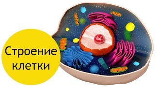 Строение клетки  кратко [upl. by Lehteb]