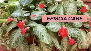 EPISCIA plant care How to care for EPISCIASHOMESCAPES [upl. by Navada]