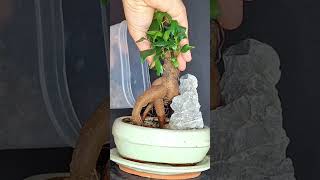 From small plant to bonsai ficus bonsai ficusbonsai ficusmicrocarpa plants plantprojects [upl. by Aidekal]