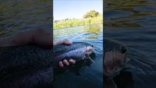 Best Fly Fishing Stream in Washington  flyfishing [upl. by Kcaj310]