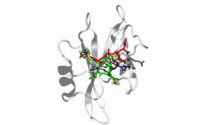 Visualizing the Induced Binding of SH2Phosphopeptide Supporting Video 2 [upl. by Hyams]