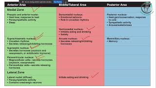 Endocrine Physiology  Hypothalamus amp Pituitary Gland [upl. by Lothar]