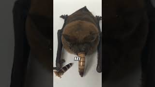 The Secret to Bat Flight Unique Adapters [upl. by Inalem]