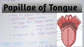 Papillae of tongue in Hindi [upl. by Delinda]