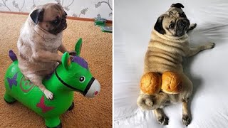 Funniest and Cutest Pug Dog Videos Compilation 2020 1 [upl. by Glass]