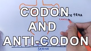 What is Codon and AntiCodon  Difference and Working Explained [upl. by Oinoitna]