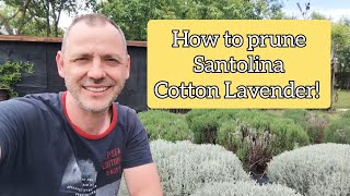 How low can we prune Cotton Lavender  Results [upl. by Neidhardt792]