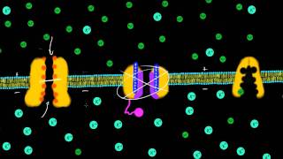 Transmembrane Potential [upl. by Adaminah]