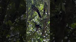 Chachalacas o guacharacas🤩aves travel viralvideo [upl. by Philippe]