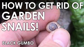 How we Eliminate Snails in the Garden  Black Gumbo [upl. by Pillyhp464]