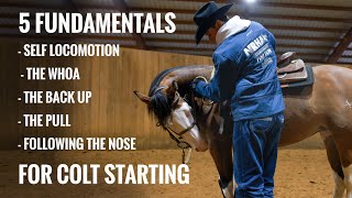 Master These 5 Colt Starting Fundamentals amp Build A Bomb Proof Foundation [upl. by Sugar]