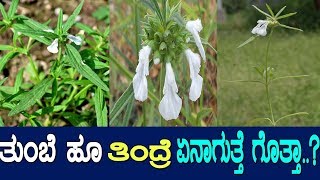 ತುಂಬೆ ಇದು ಅದ್ಭುತ ಔಷಧಗಳ ಆಗರ Medicinal benefits of Leucas  Tumabe herb  M2 [upl. by Claretta173]