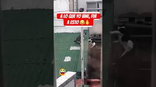 Traición Entre Michis 😂 gatos shorts viralvideo [upl. by Kenwood]