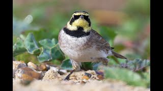 Shorelarks [upl. by Endys]