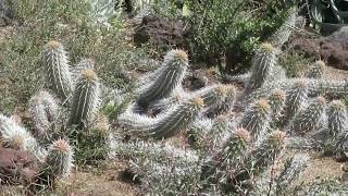 Succulents Stenocereus Eruca The Creeping devil [upl. by Luar]