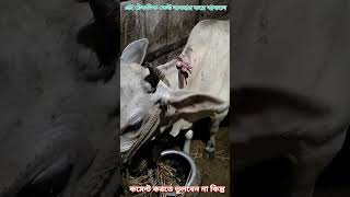 গরুর গায়ে পোকা 🙄✅ Eliminate Insects 🙄 souravlife shorts ytshorts [upl. by Loreen699]