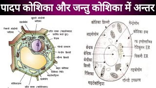 पादप कोशिका plant cell  जन्तु कोशिका animal cell [upl. by Ajiam]