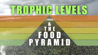 Trophic Levels and Food Pyramids [upl. by Acinomal679]