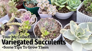 All Of My VARIEGATED Succulents CareTips for Growing Them [upl. by Weisburgh]