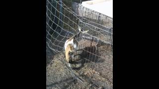 Baby goat screaming like a human [upl. by Stanislaus82]