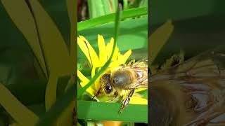 Honeybees Foraging for Food 🐝🌼 shorts [upl. by Meggi625]