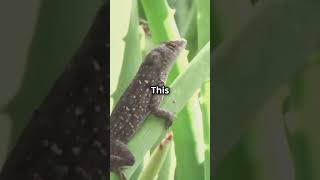 The World’s Smallest Lizard The Jaragua Gecko JaraguaGecko SmallestLizard TinyAnimals [upl. by Reese234]