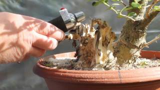 Privet Bonsai Carving Video Using Ordinary Material for Bonsai [upl. by Tlihcox622]