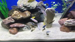 Mbuna African cichlids eating Repashy soilent green [upl. by Daniels]