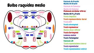 Neuroanatomía  Configuración interna del bulbo raquideo o médula oblongada  Correlación clínica [upl. by Ferretti171]