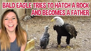 Bald eagle tries to hatch a rock becomes a father [upl. by Sofer]