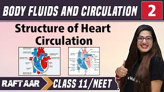 Body Fluids and Circulation 02  Structure of Heart Circulation  Class 11NEET  RAFTAAR [upl. by Dayiz]