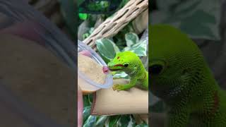 Giant Day Gecko eating at The Bio Dude Inc [upl. by Dranreb145]