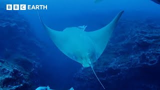 Sting Rays Deep Ocean Dive  Animals With Cameras  BBC Earth [upl. by Nomled]