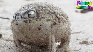 Funny Crazy Screaming Frog Funniest Animals Videos NEW 2019 [upl. by Clayson92]