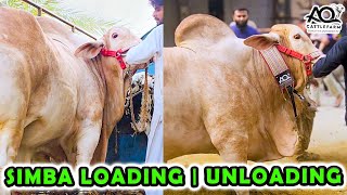 SIMBA LOADING UNLOADING  AQ Cattle Farm  Cattle Market Karachi  Bakra Eid 2024 [upl. by Maggi]